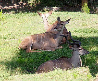 [Three deer-like creatures lie near each other on the ground in the shade of trees. Only the one nearest the camera has horns and they are long and twisted upward and to its back. The kudus have thin white stripes on its light brown fur. ]